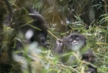 gorilla-nest